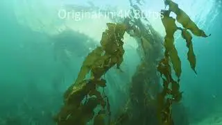 giant kelp, Macrocystis integrifolia, stock footage, 4k