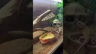 Bearded dragon dancing to music