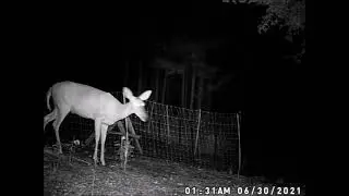 front yard next to the chicken run and so many visitors