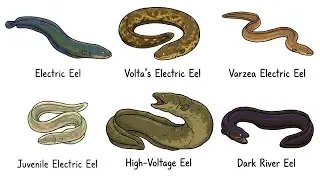 Every Electric Eel Explained in 9 Minutes