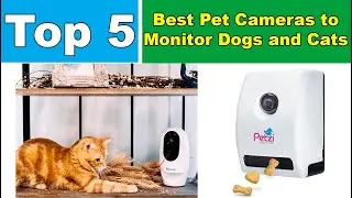 The 5 Best Pet Cameras to Monitor Dogs and Cats in 2020