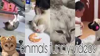 🤣anmilas funny videos 🐶😀🤣🤣@mathuraji8529 /#funny #dog #funnyvideo #cute 🤣#animals