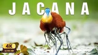 Jacana &ndash; The Walk on Water | Relaxing Nature Sounds 4K