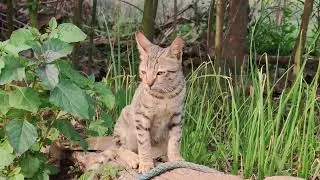 Cat Cinematic Video 😻😻 | Honor 200 | Ravindra Vikram Chaudhary 