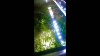 Do we have to remove molly fries from their parents tank/birth tank/