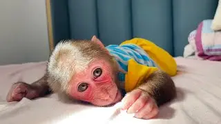 CUBIS Monkey loves rambutan