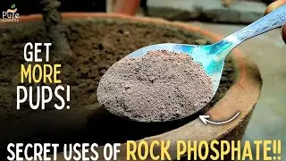 Magics of Rock Phosphate Fertilizer For Plants! (More Roots, Pups & Fruit*)