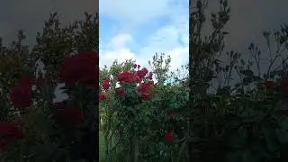 Cengiz Özkan Şu koca Dünyaya sığmayan gönül şimdi bir odaya kapandı kaldı