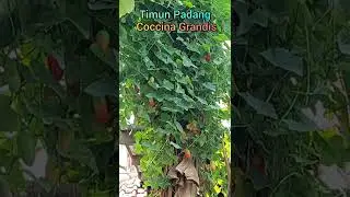 Timun Padang Coccina Grandis