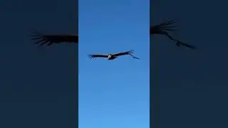 Andean Condor the largest flying birds in the world&rsquo;s&hellip;&hellip;&hellip;&hellip;&hellip;&hellip;&hellip;..#nature&rsquo;s #andeas condor。