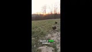Did you know wild turkey hens can gobble?