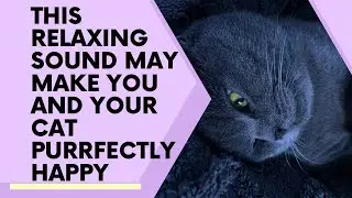 1 Hour of Cat Purring & Birds Chirping | The purrfect Sound for you and your cat to relax too!