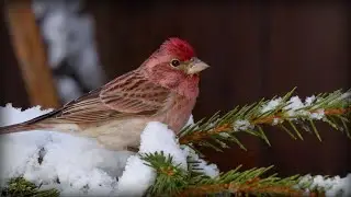 Cassin's Finch (Haemorhous cassinii)