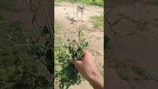 எடை 💯அதிகரிக்க ✨💥இதை 🐐செய்து பாருங்கள்#goattips #farm #information#youtubeshorts#feed #tending
