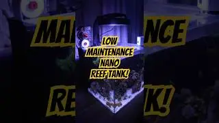 Нано-аквариум Lazy Reefers! 🪸