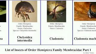 List of Insects of Order Hemiptera Family Membracidae Part 1 cyphonia enchenopa intermedia mera