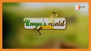 Kenya's Gold | Going green by embracing solar energy - Gold Chat