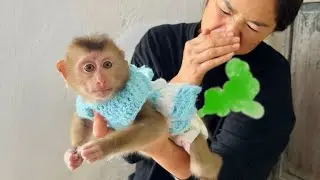 Monkey Tina pooped and went to find her mother and was helped by her mother