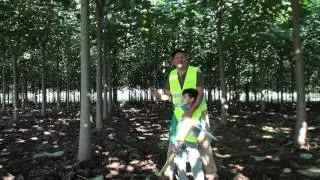 paulownia cotevisa 2, bosco in meno di 3 anni!!!