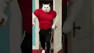 #cat #funny #funnycats #cute #pets #animation #cartoon #petsunited