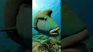 Big Fish vs Light Rod 😱 #fishing #Catchingfish