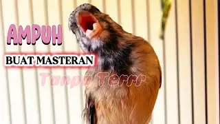 BLACKTHROAT GACOR || cocok buat masteran kenari