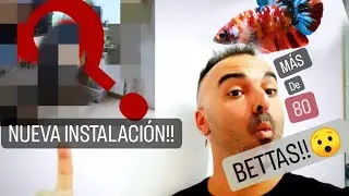 Nueva INSTALACI&Oacute;N |C&oacute;mo HACERLA! TODOS mis BETTAS|Y MUCHO M&Aacute;S!!