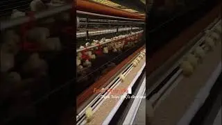 Broiler Farm In Africa | Low Investment High Profit Method | Broiler Chicken Cage