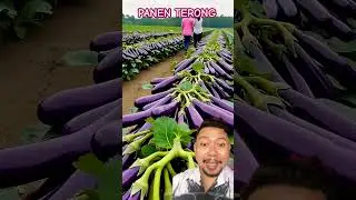 LADANG TERONG UNGU BANYAK BANGET!!!?? #farming #vegetables #gardening #fruit #agriculture