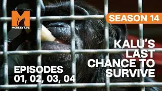 Kalu's Last Chance Surgery in Monkey Life | S14 E01, 02, 03 & 04 | Full Episodes