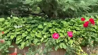 [VLOG] 2019/7/5 Huangxing Park & Yangpu Park Shanghai, China 黄兴/杨浦公园随拍