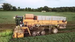 Ontario Pea Harvest