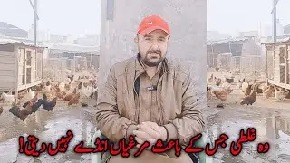 Murgi Anda Na De Tu Ye Kaam Lazmi Karen | Mini Zoo Birds 