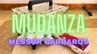 &iexcl;&iexcl;MUDANZA DE MESSOR BARBARUS!! | &iexcl;&iexcl;PRIMER VIDEO!! #antdimension #insects #hormigas