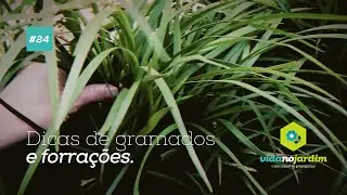 Dicas de gramados e forrações #24