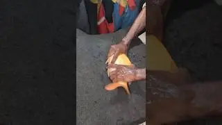This Karfuu Fish Injection Technique Is Going Viral Worldwide!&rdquo; #carpfish #fishing #reels #fishin