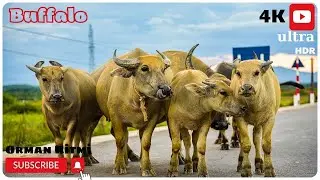 Buffalo  4K HD  (Camış)