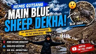 Hemis Gotsang main bluesheep dekha||keep ladakh clean 🙏||ladakhivlogger