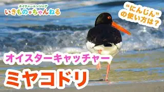 ミヤコドリ Oystercatcher｜にんじんと呼ばれる鳥