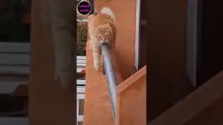 Cat On Rod|Watch Till End #shorts#ytshorts#shortsvideo#trending#viral#funny#cat#shortsfeed