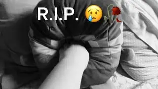 R.I.P. Fat Steve 😭🪦
