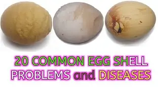 Twenty Common Egg Shell Problems