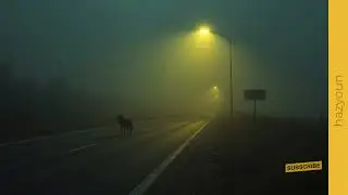 Wolves Don&rsquo;t Cry at Midnight &ndash; they wait, and they listen #rock