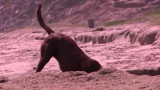 Smiling Dogs : Daylight savings