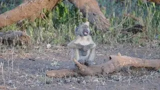 Animal Frolics - funny elephants and other game