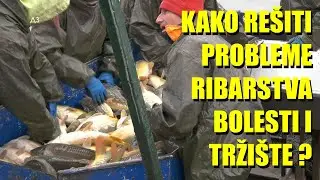 PROIZVODNJA RIBE - rešena bolest - ima načina kako da se izborimo s bolestima ŠARANA i u REKAMA
