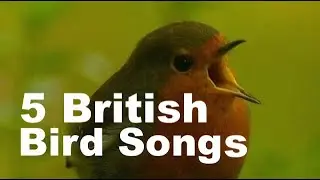 5 British bird songs