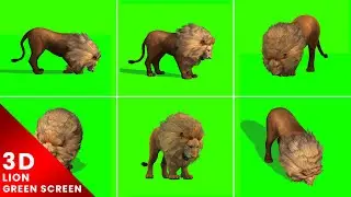 3D Lion Eating Green Screen For Editing For Free