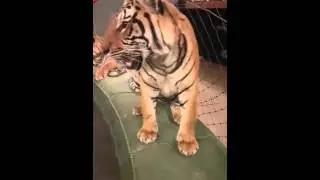Periscope TV | 17.04.2016 Репетиция с хищниками - братья Запашные.Tigers & lions training.