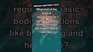 Unleashing the Brain's Maestro: Journey into the Medulla Oblongata🧠🎶| Anatomy Fact #shorts #anatomy